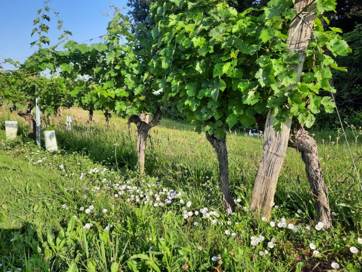 Weinberg mit Blumen