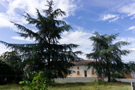 Chateau Bordeneuve zwei Zedern vor Chateau Bordeneuve