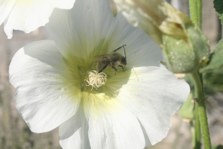 Blume mit Biene Biene auf Blume