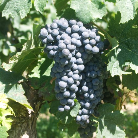 Trauben Merlot Chateau les Bouzigues Blaue Weintrauben